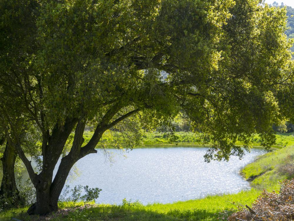 לינה וארוחת בוקר סנט הלנה Rustridge Ranch & Winery מראה חיצוני תמונה