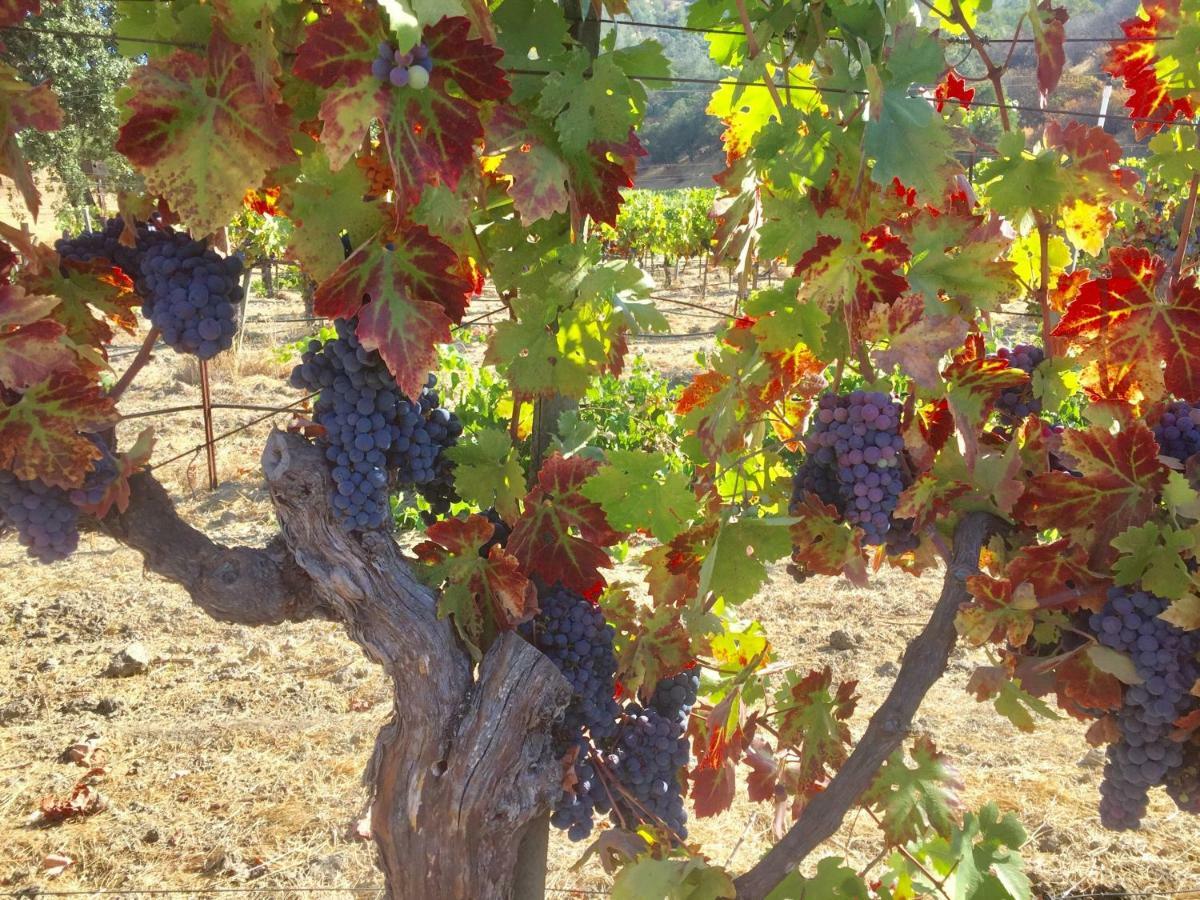 לינה וארוחת בוקר סנט הלנה Rustridge Ranch & Winery מראה חיצוני תמונה